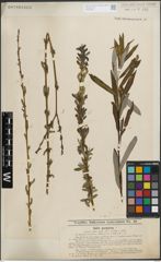 Foto von Salix purpurea L.